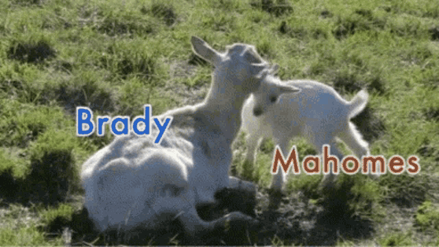 Brady Mahomes GIF - Brady Mahomes Goat GIFs