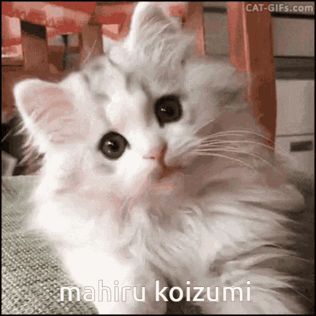 Mahiru Koizumi Cat GIF