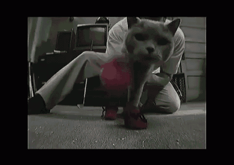 a cat wearing a pair of red shoes with the words 1 size fits all