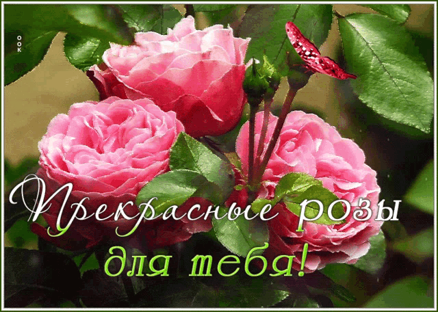 a greeting card with pink roses and green leaves in a foreign language