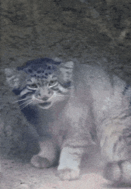 a close up of a cat with a leopard print