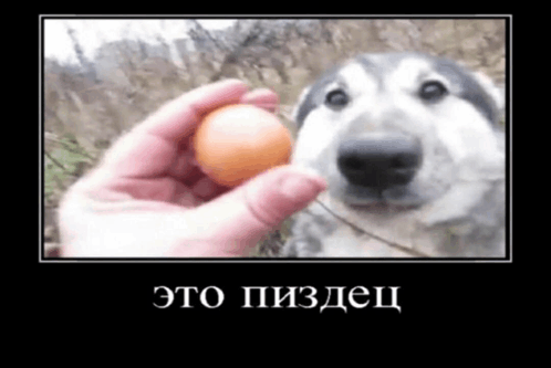 a dog is looking at a person holding an egg in front of it .