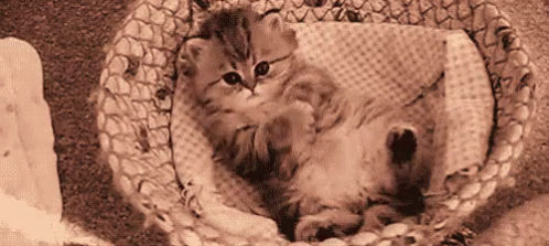 Animal Cute GIF - Animal Cute Kitten GIFs