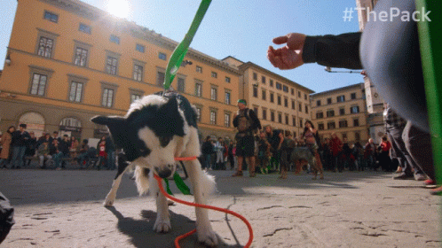 Pull The Pack GIF - Pull The Pack Dog Pulling Rope GIFs