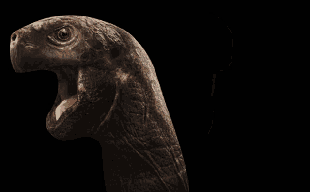 a close up of a turtle with its mouth wide open