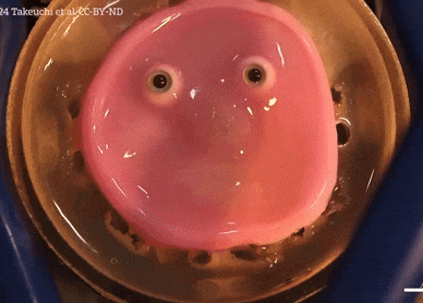 a close up of a pink object that says 24 takeuchi et al