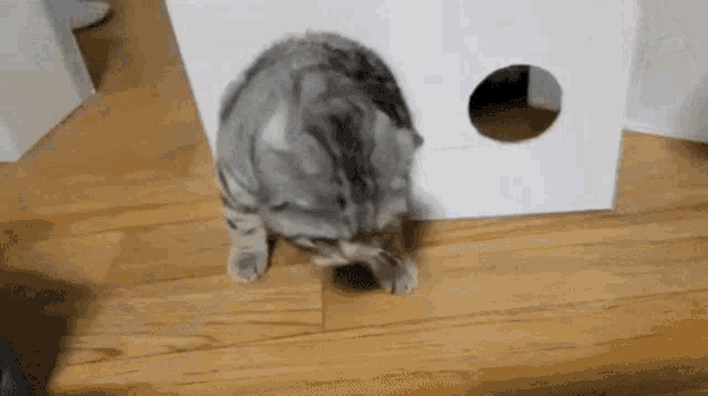 Cat Typical GIF - Cat Typical Derpy GIFs