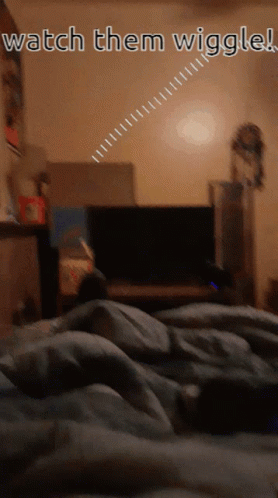 Toes Luci GIF - Toes Luci Dogs GIFs