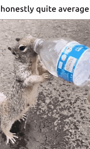 a squirrel is drinking from a bottle of water and the caption says honestly quite average