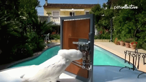 Parrot The Pet Collective GIF - Parrot The Pet Collective Open The Door GIFs