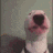 a close up of a dog looking at the camera with a blurry background .