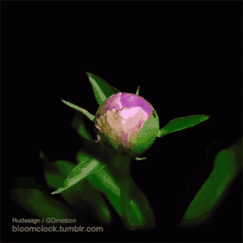 a close up of a purple flower against a black background .
