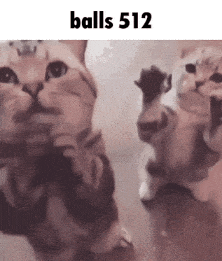 a picture of two cats with the words balls 512 on the bottom