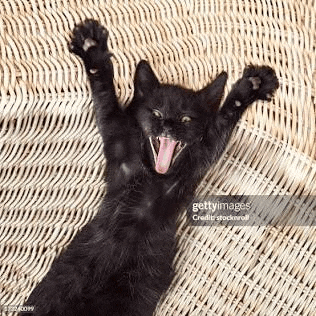 a black kitten is laying on its back with its mouth open on a wicker chair .