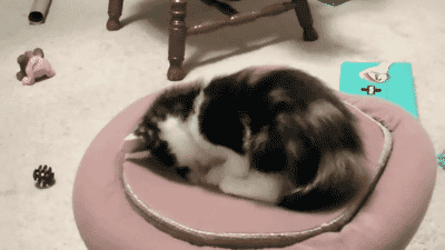 Boop Goes The Kitten GIF - Kitten Cat Chase GIFs