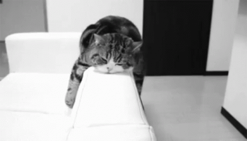 усталый кот на диване GIF - Tired Cat Couch GIFs