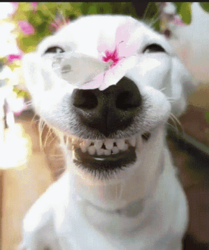 Dog Smiling GIF - Dog Smiling Butterfly GIFs