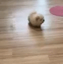 Cute Puppy Fuzzball GIF - Cute Puppy Fuzzball Furry Dog GIFs