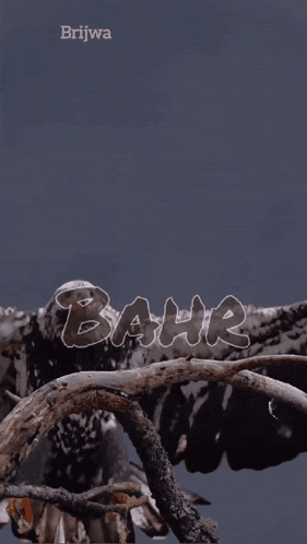 an eagle is sitting on a tree branch with the word bahr written on the bottom