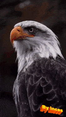 a picture of a bald eagle with byinces written on the bottom