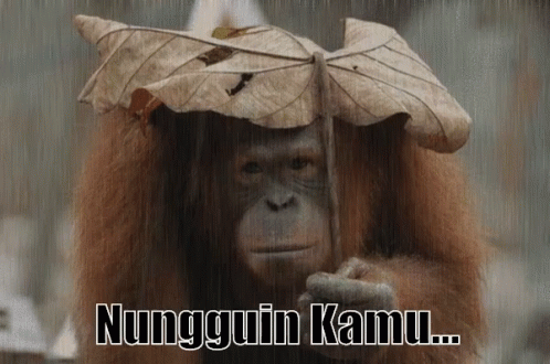 Nungguin Kamu GIF - Monkey Orangutan Rain GIFs