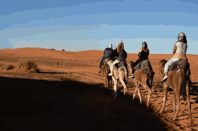 a group of people riding on the backs of camels in the desert