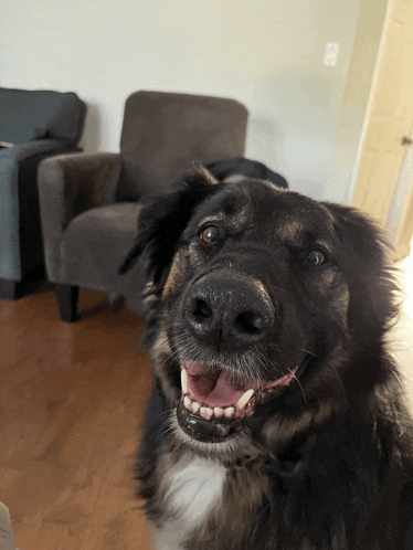 a black and white dog is smiling in front of a grey chair