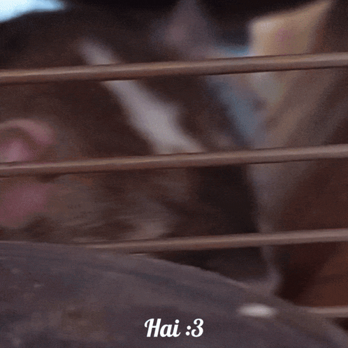 a close up of a rat behind bars with hai : 3 written on the bottom
