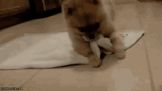 a small puppy is playing with a piece of paper on the floor .