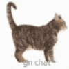 a blurred image of a cat standing on a white background with the words gn chat below it .