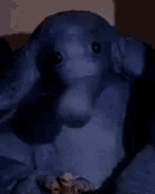 a blue stuffed elephant is sitting on a couch in the dark .