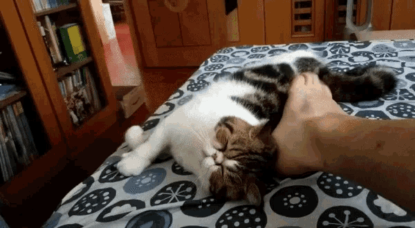 a cat laying on a bed with a person 's foot
