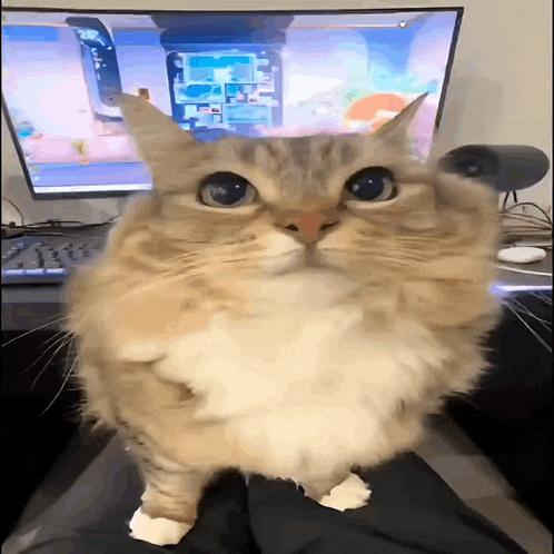 a cat is sitting on someone 's lap in front of a computer screen
