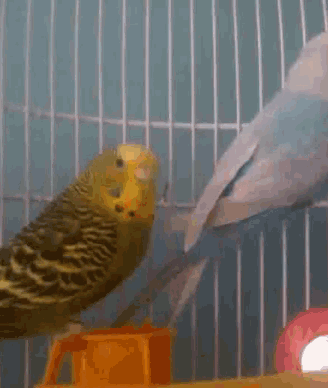 two parakeets are sitting in a cage and one of them is yellow