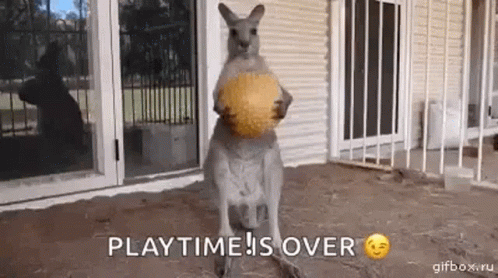 Kangaroo Play Time Is Over GIF - Kangaroo Play Time Is Over Ball GIFs