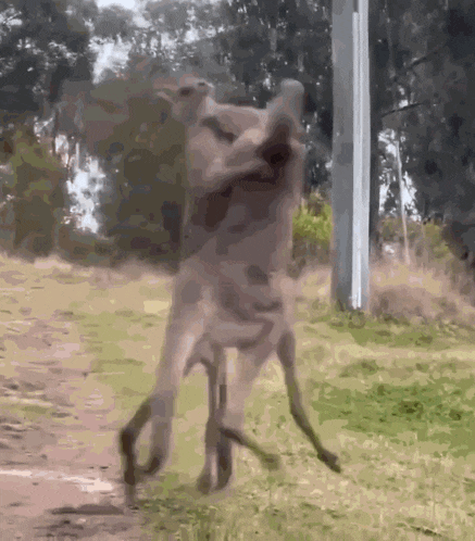 two kangaroos are standing on their hind legs in a field