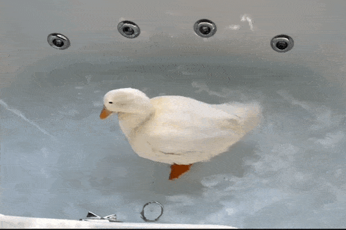 Duck Bath GIF - Duck Bath Splash GIFs