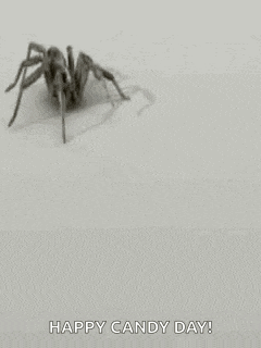 a black and white photo of a spider on a wall .