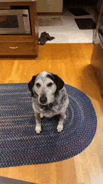 a black and white dog is sitting on a rug in a kitchen