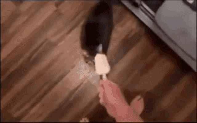 a cat is eating an ice cream cone from a person 's hand .