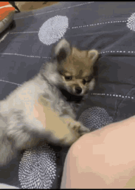 a small brown and white dog is laying on a blanket on a bed