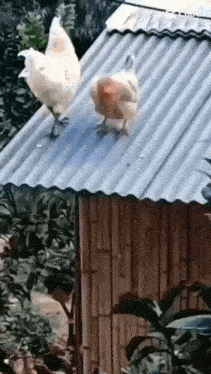 two chickens are standing on a roof next to a bamboo hut .