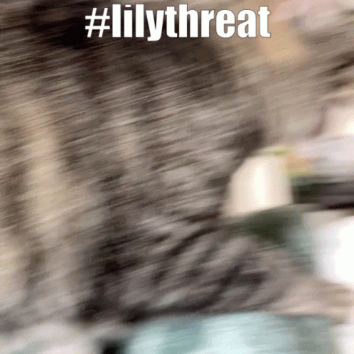 Lilythreat Lilycat GIF - Lilythreat Lilycat GIFs