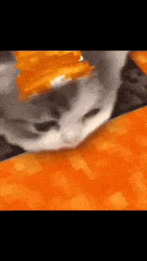 a close up of a cat laying on a table with a piece of cheese on its head .