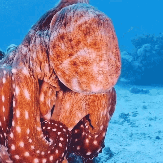 Moving To Another Rock Octonation GIF - Moving To Another Rock Octonation Octopus Cyanea GIFs