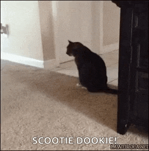 a black cat is sitting on the floor in front of a dresser .