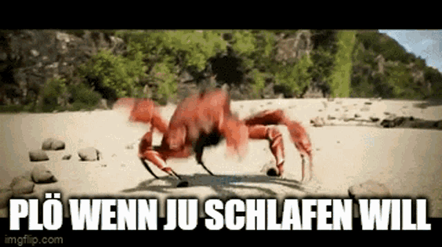 a crab is crawling on a sandy beach with the words " plo wenn ju schlafen will " below it