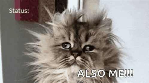 a close up of a fluffy cat with the words also me written on the bottom .