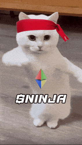 a white cat wearing a red headband with the word ninja written on it