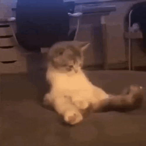 Cat Tail Meme GIF - Cat Tail Meme GIFs
